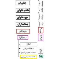 گونه سنجابک دم‌ موشی ایرانی Setzer